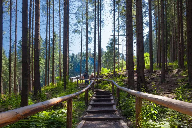 Blick auf einen Fußweg mit Holzgeländer im Wald, rundherum wachsen hohe Bäume, am Anfang des Weges sind Wanderer zu sehen.