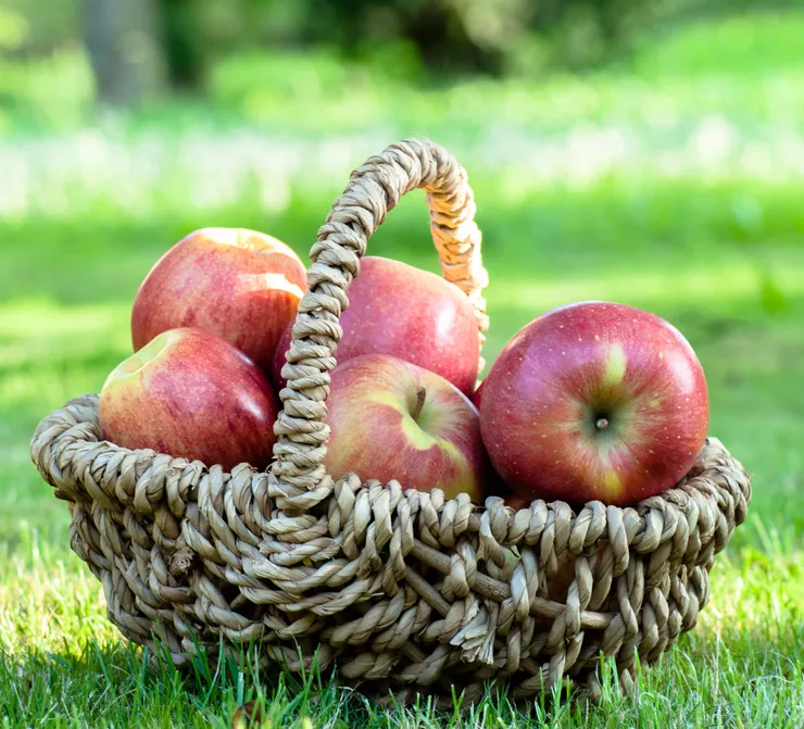 Ein Blick auf mehrere, schöne, rote Äpfel aus Łącko, die in einem geflochtenen Korb liegen, der im grünen Gras steht.