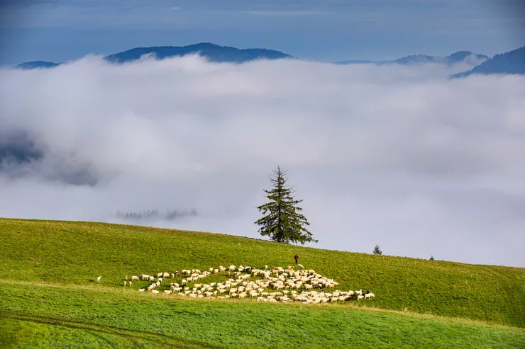 A view of a large flock of sheep following a man dressed in red along a large expanse of grass on a gentle hill. They are heading for a single coniferous tree on the edge of the hill. The mists rising behind it are thick and form a cloud that obscures dark blue mountains in the background.