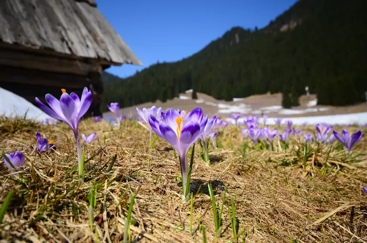 A view of a mountain clearing with plenty of purple crocuses. There are patches of snow lying in the valley. The left is taken by the eaves of a wooden cottage, and the right by the forested knees of the Tatra Mountains under the blue sky in the centre.