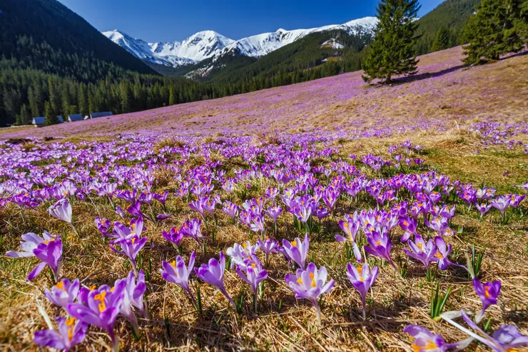 Blick auf eine wunderschöne Lichtung, die mit einem lila Teppich aus unzähligen Krokussen bedeckt ist. Im Hintergrund sind einzelne Bäume, bewaldete Hügel und die schneebedeckten Gipfel der Tatra zu sehen. Der Himmel ist blau.