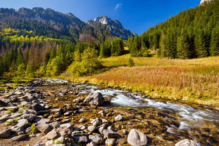 A stream is running over pebbles and small rocks in the foreground, the background is taken by an autumn meadow reaching into wooded hills on the left and right. Bare peaks of the Rocky Tatras can be seen under clear blue sky behind a low hill on the left.