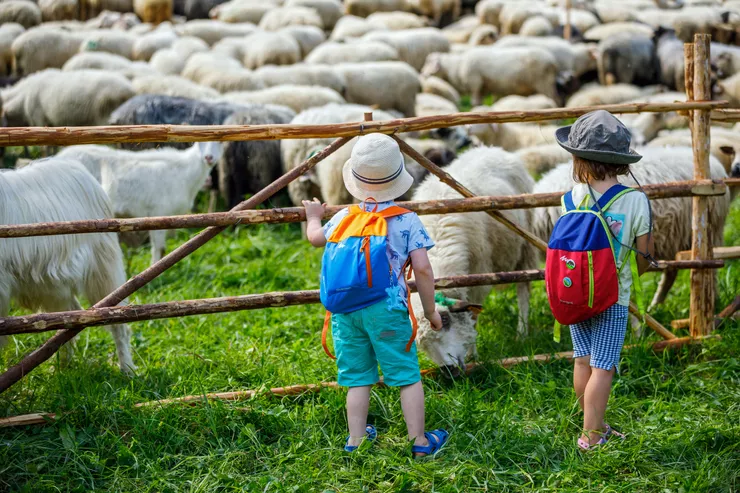 Ein Blick auf zwei kleine Kinder mit Mützen und Rucksäcken, die mit kurzen Hosen und kurzärmeligen T-Shirts bekleidet sind. Die Kinder stehen auf der grünen Rasenfläche vor einem Gehege, in dem Schafe, Widder und Ziegen weiden.