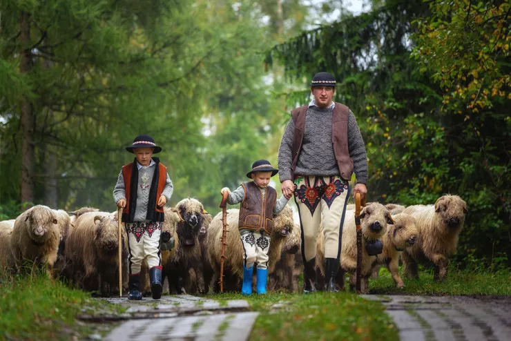 A man and two young boys in everyday Polish Highlander costumes are walking, against the background of green trees, along a road with a flock of sheep behind them. All three are holding wooden walking sticks.