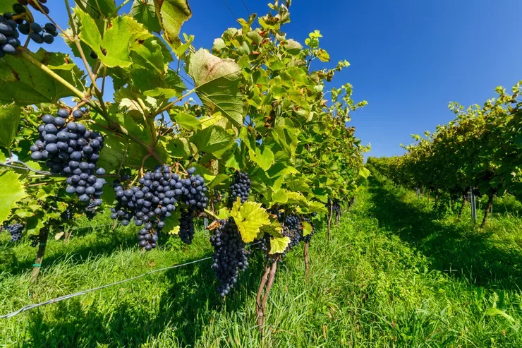 A low view of a trellised row of dark bluish grapes taken with a fisheye lens in full sun under a cloudless sky. A similar row of grapevine can be seen on the right-hand side of the picture. The grass growing beneath them is thick and lush.