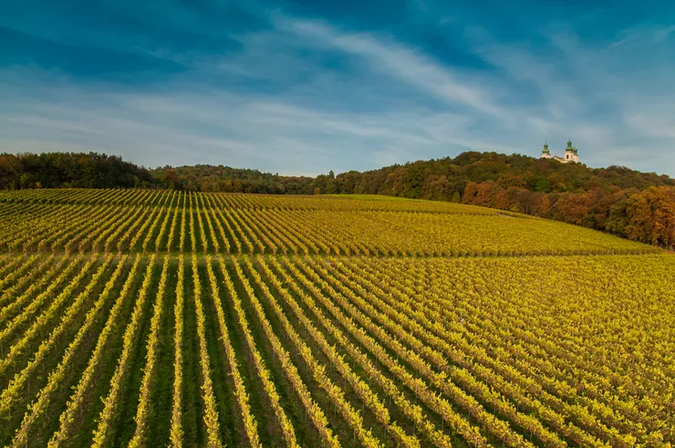 A view of Poland’s largest vineyard picturesquely situated high in the Vistula Valley. Multiple rows of sunlit grapevines take most of the photo, whose background consists of wooded hills in autumn foliage. Rising above their crown on the right are the steepled towers of the Camaldolese Monastery rising up into the blue sky with long white clouds.