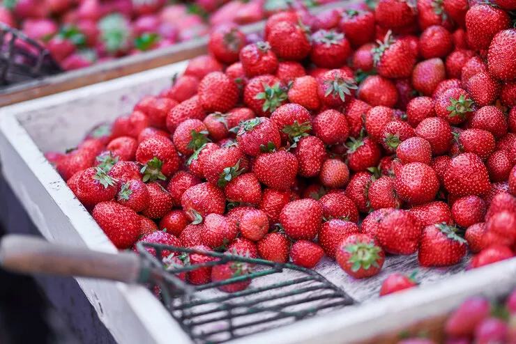 A view of beautiful red strawberries placed on a wooden tray painted white. There is a wire scoop with a wooden handle inside the tray next to the fruit.