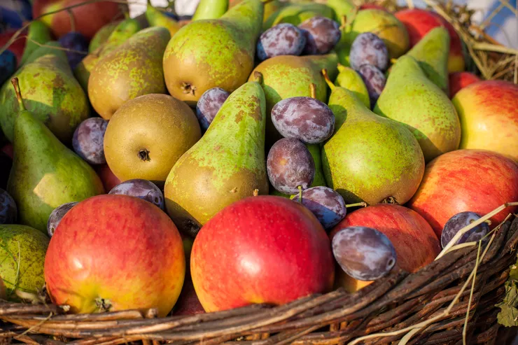 Ein Blick auf wunderschöne Äpfel, Birnen und Pflaumen. Das Obst liegt in einem Weidenkorb.