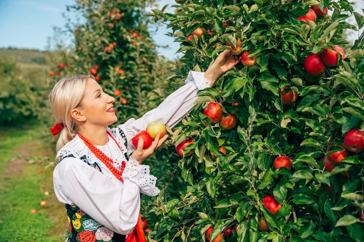 View of a young woman in a highlander costume picking beautiful red apples from a tree. A path between rows of apple trees is visible behind her, under a clear blue sky.