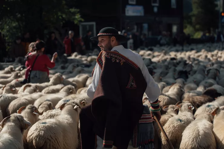 View of a shepherd in a Highlander costume moving among a flock of sheep. There are also other people in the distance among the animals.