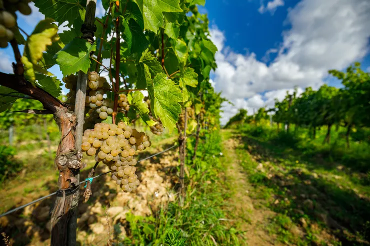 A view of two rows of grapevines covered with white grapes separated by a path overgrown with green grass. The sky is blue with white, billowy clouds.