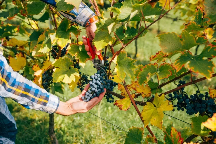 A view of two hands cutting off a cluster of red grapes against the background of out-of-focus grass.