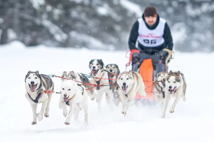 Blick auf ein Hundegespann im Galopp. Vorne ziehen 8 laufende Hunde einen Schlitten, auf dem die Silhouette des Mushers zu sehen ist. Rundherum ist Schnee zu sehen und dahinter schneebedeckte Bäume.